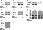 Annexin A2 Antibody in Western Blot (WB)