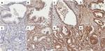 INSR Antibody in Immunohistochemistry (IHC)