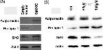 Adiponectin Antibody in Western Blot (WB)