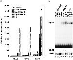 HSF1 Antibody in Western Blot (WB)