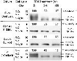 E-cadherin Antibody in Neutralization (Neu)