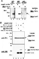 Cullin 1 Antibody in Western Blot (WB)