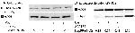 eNOS Antibody in Western Blot, Immunoprecipitation (WB, IP)