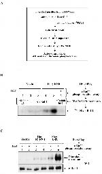 Phosphothreonine Antibody in Western Blot (WB)