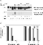 HSP90 beta Antibody in Western Blot (WB)