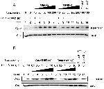 MTCO2 Antibody in Western Blot (WB)