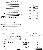 MTCO2 Antibody in Western Blot (WB)