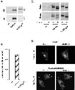 Furin Antibody in Western Blot, Immunocytochemistry, Immunoprecipitation (WB, ICC/IF, IP)