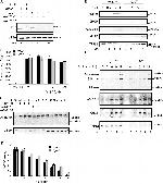 Ubiquitin Antibody in Western Blot (WB)