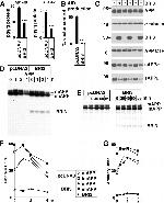 beta Amyloid Antibody in Western Blot, Immunoprecipitation (WB, IP)