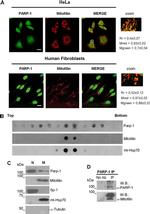 Mitofilin Antibody in Immunocytochemistry (ICC/IF)