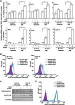 COX5A Antibody in Western Blot (WB)