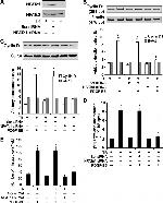 NFATC1 Antibody in Western Blot (WB)