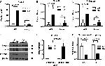 SMAD2 Antibody in Western Blot (WB)