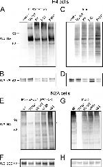 BACE1 Antibody in Western Blot, Immunoprecipitation (WB, IP)