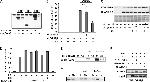 NFATC1 Antibody in Western Blot, Immunoprecipitation (WB, IP)