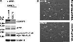 Phospho-FAK (Tyr861) Antibody in Western Blot (WB)