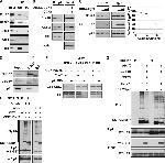 GST Tag Antibody in Western Blot (WB)