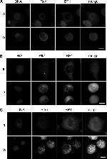 PLK1 Antibody in Immunocytochemistry (ICC/IF)