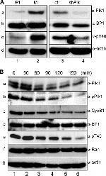 PLK1 Antibody in Western Blot (WB)