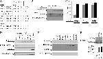 GFP Antibody in Western Blot (WB)