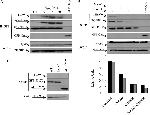 GFP Antibody in Western Blot (WB)