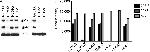 HIV1 gp120 Antibody in Western Blot (WB)