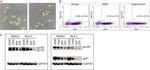 HIV1 gp120 Antibody in Western Blot (WB)