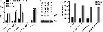 HIV1 gp120 Antibody in Western Blot (WB)