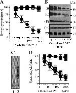 Synapsin 1 Antibody in Western Blot (WB)