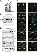 Cullin 2 Antibody in Western Blot (WB)