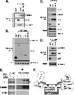 Cullin 2 Antibody in Western Blot (WB)