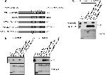 Ubiquitin Antibody in Western Blot (WB)