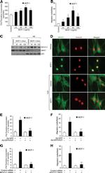 NFATC1 Antibody in Western Blot, Immunocytochemistry (WB, ICC/IF)