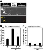 NMDAR2B Antibody in Immunocytochemistry (ICC/IF)