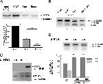 SRSF1 Antibody in Western Blot (WB)