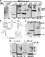 VDAC Antibody in Western Blot (WB)