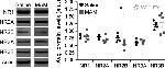 NMDAR1 Antibody in Western Blot (WB)