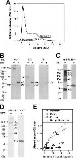 6x-His Tag Antibody in Western Blot (WB)