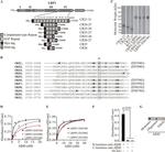 beta Amyloid (1-40) Antibody in ELISA (ELISA)