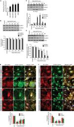 ZO-2 Antibody in Western Blot, Immunoprecipitation (WB, IP)