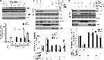 ZO-2 Antibody in Western Blot, Immunoprecipitation (WB, IP)