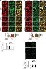 Claudin 1 Antibody in Immunocytochemistry (ICC/IF)