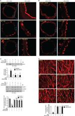 ZO-2 Antibody in Western Blot, Immunohistochemistry, Immunoprecipitation (WB, IHC, IP)