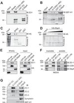 ZONAB Antibody in Western Blot (WB)