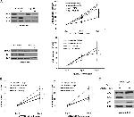 TBX3 Antibody in Western Blot (WB)