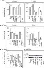 PPAR gamma Antibody in Western Blot (WB)