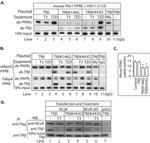 PPAR gamma Antibody in ChIP Assay (ChIP)