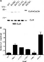 Cullin 1 Antibody in Western Blot (WB)