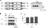 PICK1 Antibody in Western Blot, Immunoprecipitation (WB, IP)